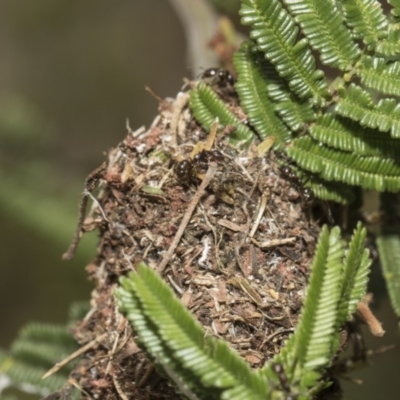 Papyrius nitidus (Shining Coconut Ant) at The Pinnacle - 11 Jan 2019 by AlisonMilton