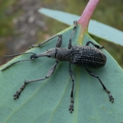 Eurhynchus scabrior (A eurhynchine weevil) at Namadgi National Park - 10 Jan 2019 by HarveyPerkins