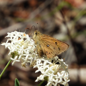 Trapezites eliena at Tennent, ACT - 9 Jan 2019 12:05 PM