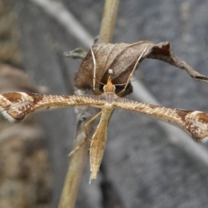 Sinpunctiptilia emissalis at Paddys River, ACT - 11 Jan 2019 03:12 PM