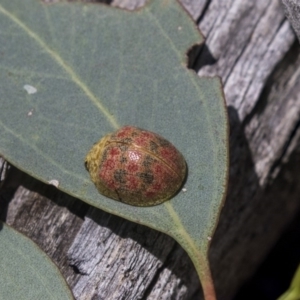 Paropsis obsoleta at Dunlop, ACT - 10 Jan 2019 11:48 AM