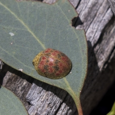 Paropsis obsoleta (Leaf beetle) at Dunlop, ACT - 10 Jan 2019 by AlisonMilton