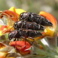 Diphucrania acuducta (Acuducta jewel beetle) at Cotter River, ACT - 11 Jan 2019 by HarveyPerkins