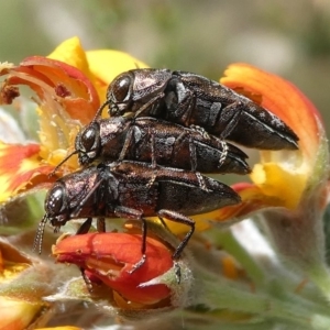 Diphucrania acuducta at Cotter River, ACT - 11 Jan 2019