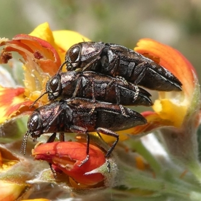 Diphucrania acuducta (Acuducta jewel beetle) at Cotter River, ACT - 11 Jan 2019 by HarveyPerkins