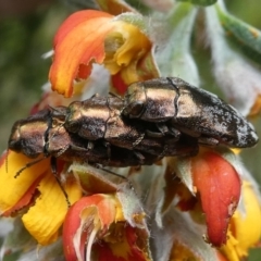 Diphucrania acuducta at Cotter River, ACT - 11 Jan 2019