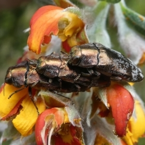 Diphucrania acuducta at Cotter River, ACT - 11 Jan 2019 12:35 PM