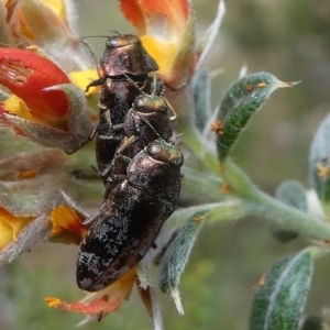 Diphucrania acuducta at Cotter River, ACT - 11 Jan 2019 12:35 PM