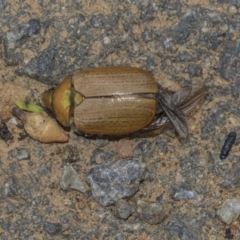 Anoplognathus brunnipennis (Green-tailed Christmas beetle) at The Pinnacle - 11 Jan 2019 by AlisonMilton