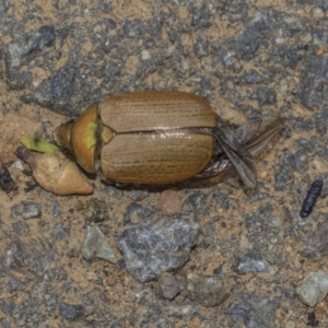 Anoplognathus brunnipennis at The Pinnacle - 11 Jan 2019