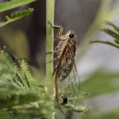 Galanga labeculata (Double-spotted cicada) at Hawker, ACT - 11 Jan 2019 by Alison Milton