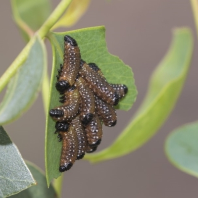 Paropsini sp. (tribe) (Unidentified paropsine leaf beetle) at Hawker, ACT - 11 Jan 2019 by AlisonMilton