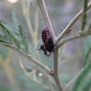 Jalmenus ictinus at Deakin, ACT - 11 Jan 2019