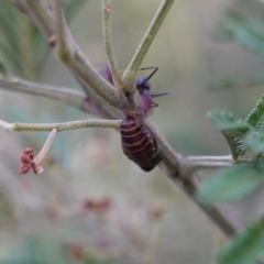 Jalmenus ictinus at Deakin, ACT - 11 Jan 2019