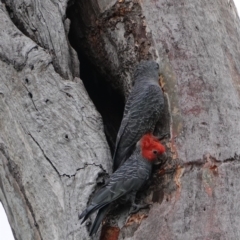 Callocephalon fimbriatum (Gang-gang Cockatoo) at Deakin, ACT - 11 Jan 2019 by JackyF