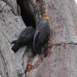 Callocephalon fimbriatum at Deakin, ACT - 11 Jan 2019