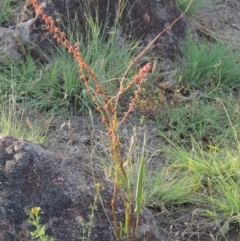 Rumex brownii (Slender Dock) at Tuggeranong, ACT - 18 Dec 2018 by michaelb