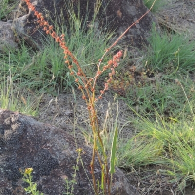 Rumex brownii (Slender Dock) at Tuggeranong, ACT - 18 Dec 2018 by michaelb