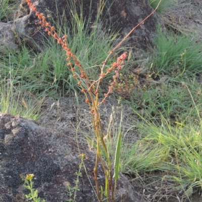 Rumex brownii (Slender Dock) at Bullen Range - 18 Dec 2018 by michaelb