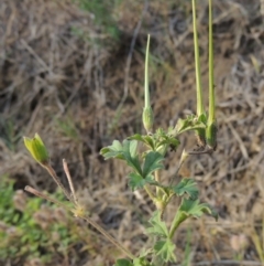 Erodium crinitum (Native Crowfoot) at Tuggeranong, ACT - 18 Dec 2018 by MichaelBedingfield