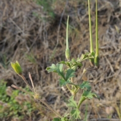 Erodium crinitum (Native Crowfoot) at Bullen Range - 18 Dec 2018 by michaelb