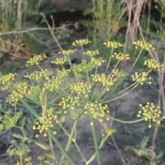Foeniculum vulgare (Fennel) at Greenway, ACT - 18 Dec 2018 by michaelb