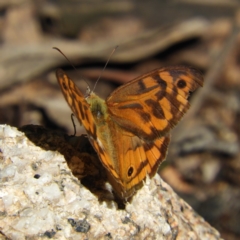 Heteronympha merope (Common Brown Butterfly) at Gibraltar Pines - 8 Jan 2019 by MatthewFrawley