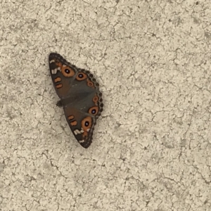 Junonia villida at Ainslie, ACT - 6 Jan 2019 04:30 PM