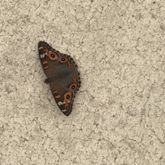 Junonia villida (Meadow Argus) at Ainslie, ACT - 6 Jan 2019 by juddernaut