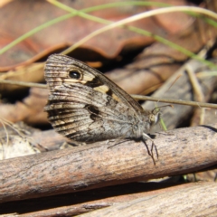 Geitoneura klugii at Tennent, ACT - 9 Jan 2019