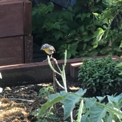 Pardalotus punctatus (Spotted Pardalote) at Ainslie, ACT - 11 Jan 2019 by juddernaut