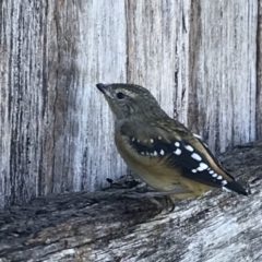 Pardalotus punctatus at Ainslie, ACT - 12 Jan 2019