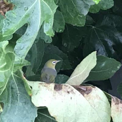 Zosterops lateralis (Silvereye) at Ainslie, ACT - 11 Jan 2019 by juddernaut