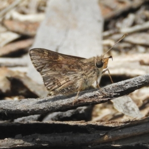 Trapezites phigalioides at Tennent, ACT - 9 Jan 2019 12:35 PM