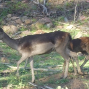 Dama dama at Paddys River, ACT - 12 Jan 2019