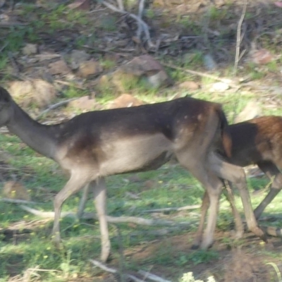 Dama dama (Fallow Deer) at Paddys River, ACT - 12 Jan 2019 by SandraH