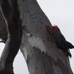 Callocephalon fimbriatum at Deakin, ACT - 11 Jan 2019