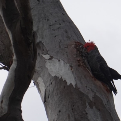 Callocephalon fimbriatum (Gang-gang Cockatoo) at GG169 - 11 Jan 2019 by JackyF