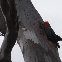 Callocephalon fimbriatum (Gang-gang Cockatoo) at Red Hill Nature Reserve - 11 Jan 2019 by JackyF