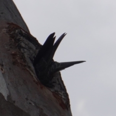 Callocephalon fimbriatum at Deakin, ACT - 11 Jan 2019