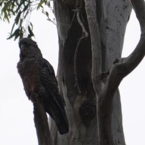 Callocephalon fimbriatum at Deakin, ACT - 11 Jan 2019