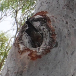 Callocephalon fimbriatum at Deakin, ACT - 11 Jan 2019