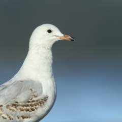 Chroicocephalus novaehollandiae (Silver Gull) at Bournda Environment Education Centre - 11 Jan 2019 by Leo