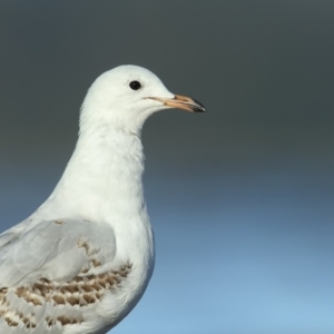 Chroicocephalus novaehollandiae at Wallagoot, NSW - 12 Jan 2019