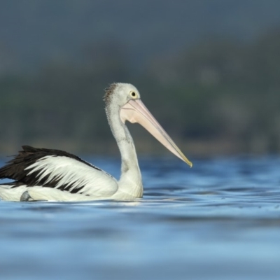 Pelecanus conspicillatus (Australian Pelican) at Bournda Environment Education Centre - 11 Jan 2019 by Leo