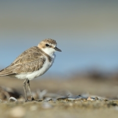 Anarhynchus ruficapillus (Red-capped Plover) at Wallagoot, NSW - 12 Jan 2019 by Leo