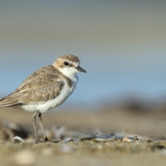 Charadrius bicinctus (Double-banded Plover) at Wallagoot, NSW - 11 Jan 2019 by Leo
