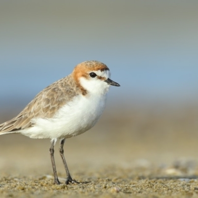 Anarhynchus ruficapillus (Red-capped Plover) at Wallagoot, NSW - 12 Jan 2019 by Leo