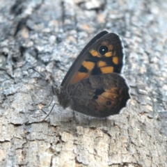 Geitoneura klugii (Marbled Xenica) at Jerrabomberra, NSW - 11 Jan 2019 by Wandiyali