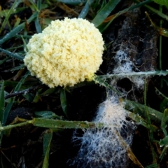 Fuligo septica (Scrambled egg slime) at QPRC LGA - 11 Jan 2019 by Wandiyali